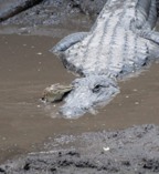 Close up picture of Mother gator and baby